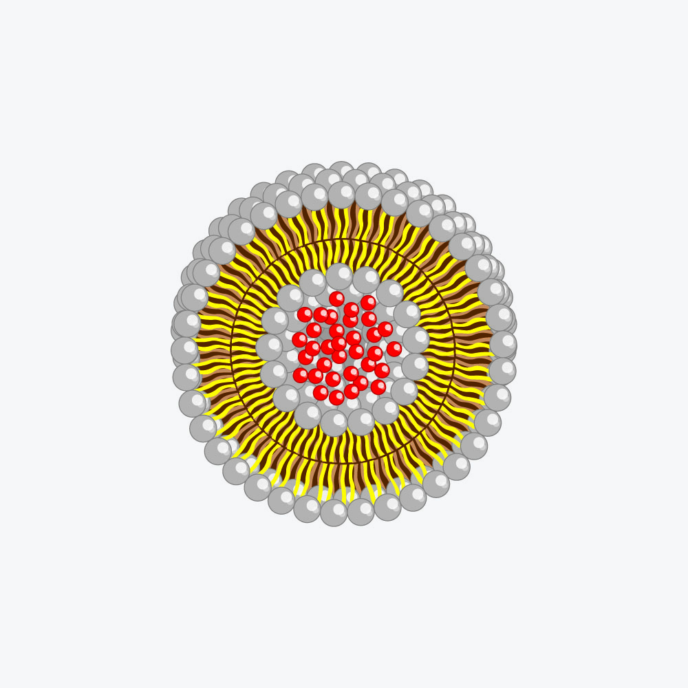 Fig. 1. Liposome consists of double lipid layer built of phospholipids and cholesterol, which encloses active ingredients.