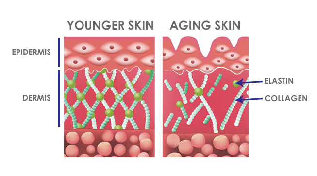 Image result for collagen