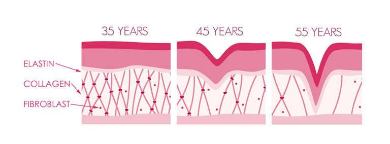 Collagen and Aging