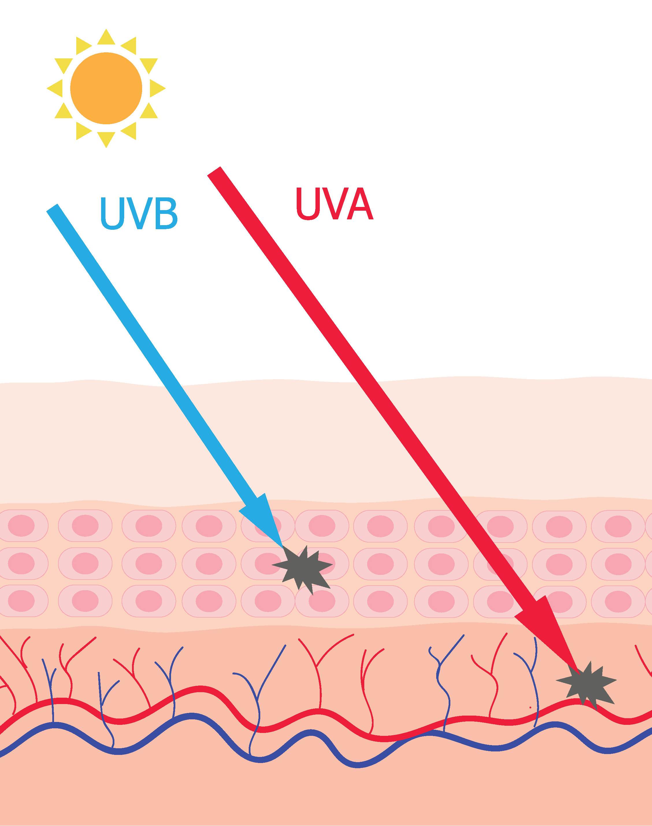 Какое действие оказывают на кожу uva лучи